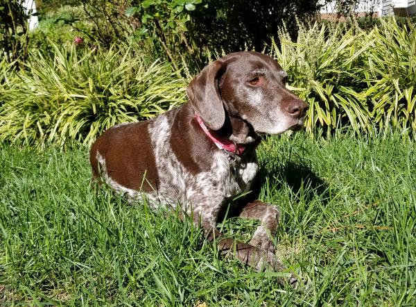 /Images/uploads/Southeast German Shorthaired Pointer Rescue/segspcalendarcontest2018/entries/8904thumb.jpg